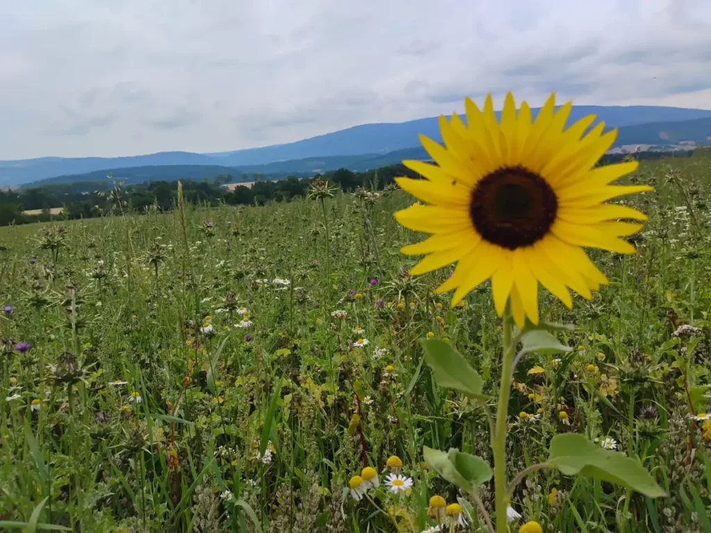 Widok na kwiat z górami w tle