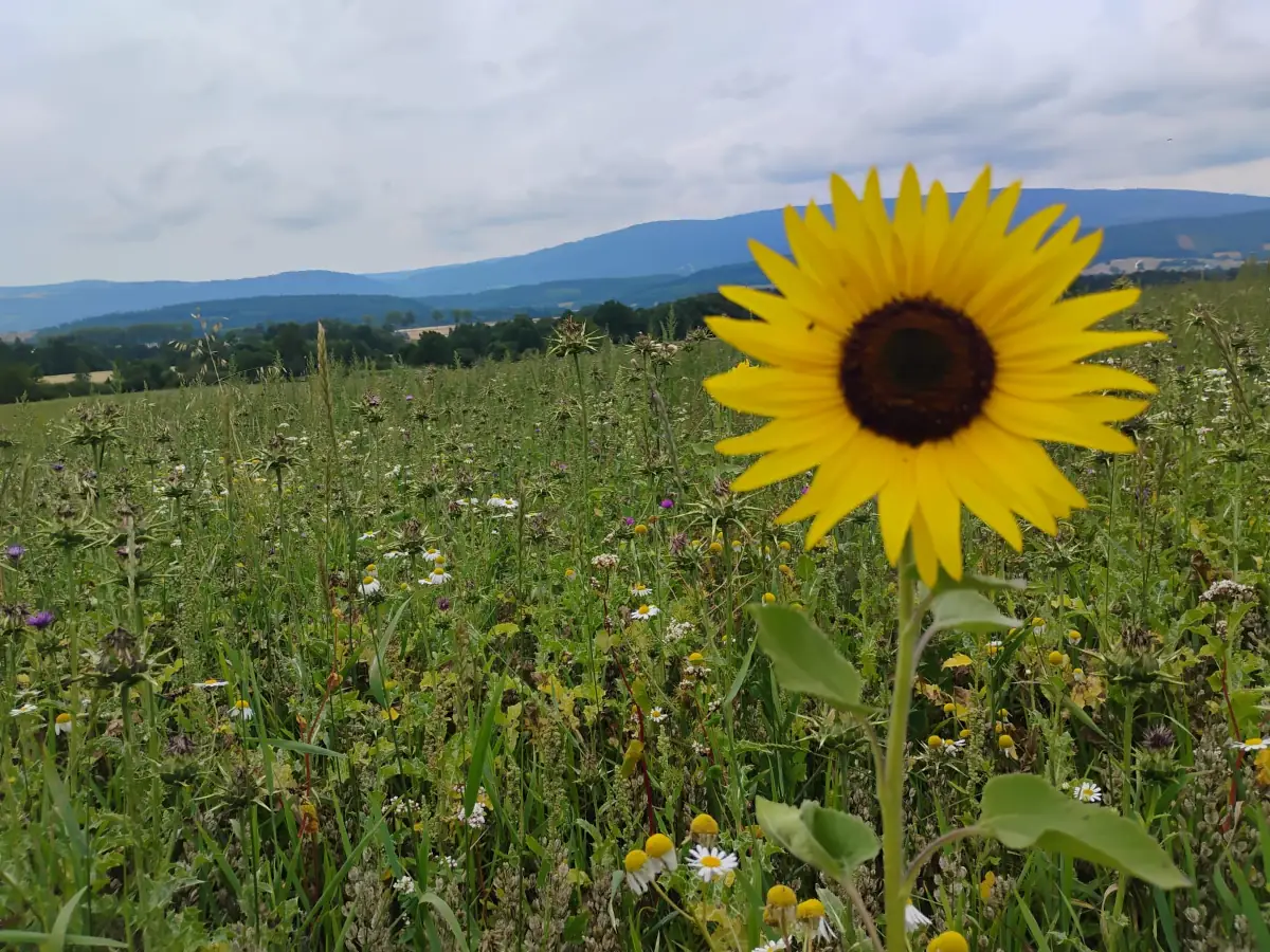 Widok na kwiat z górami w tle